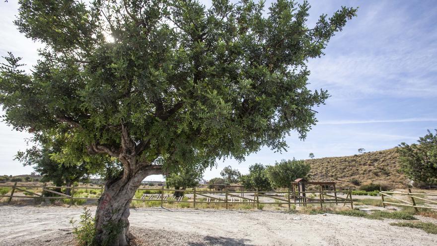 El Campello celebrará el Día del Árbol con la plantación de 400 nuevos ejemplares en Puntes de Gosàlvez