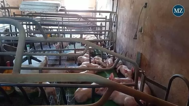 MZ-Besuch auf einer Schweinefarm bei Ariany