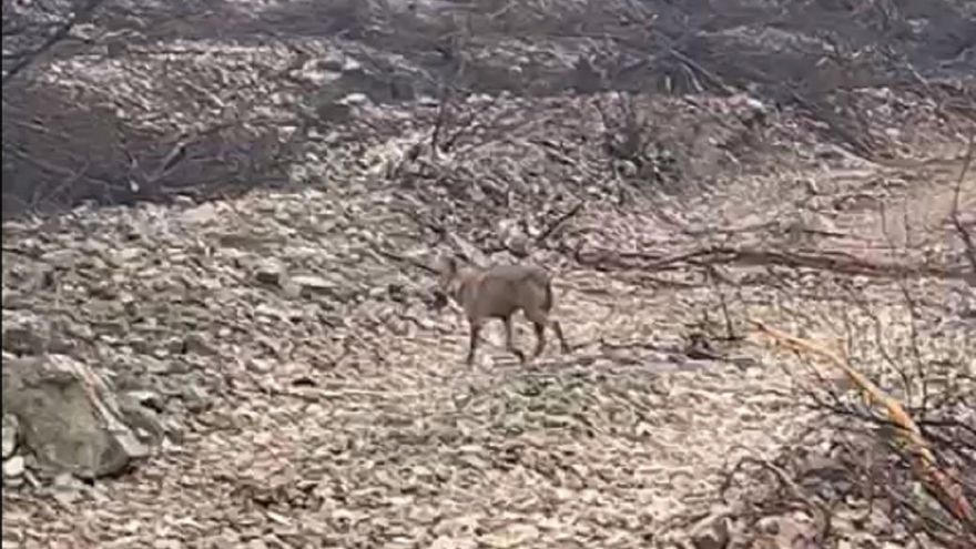 VÍDEO | Un lobo se pasea con su presa en territorio quemado de la Sierra de la Culebra