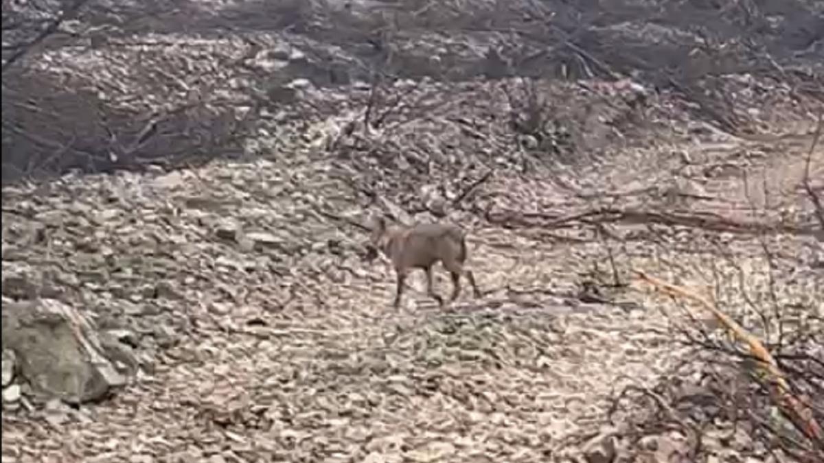 Un lobo se pasea con una presa en territorio quemado de la Sierra de la Culebra.