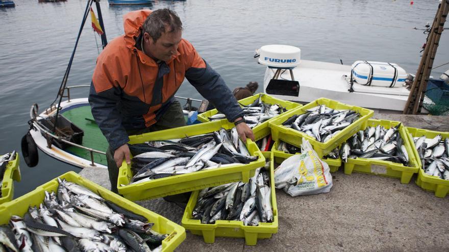 Un pescador descarga cajas de xarda en un puerto asturiano.