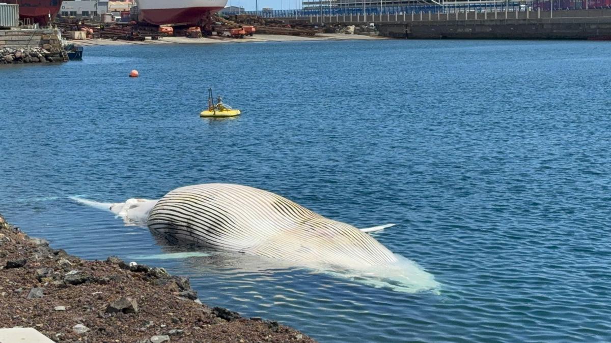 La ballena, en las instalaciones de Astican, poco antes de ser retirada del agua.