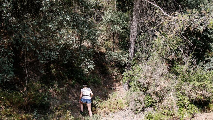 Los pinos secos y la profusa maleza aumentan el riesgo de incendio forestal en la sierra de Mariola.