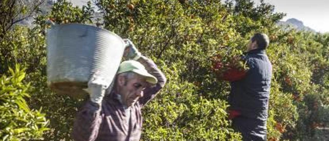 Recolección de mandarina en el Camp de Morvedre.