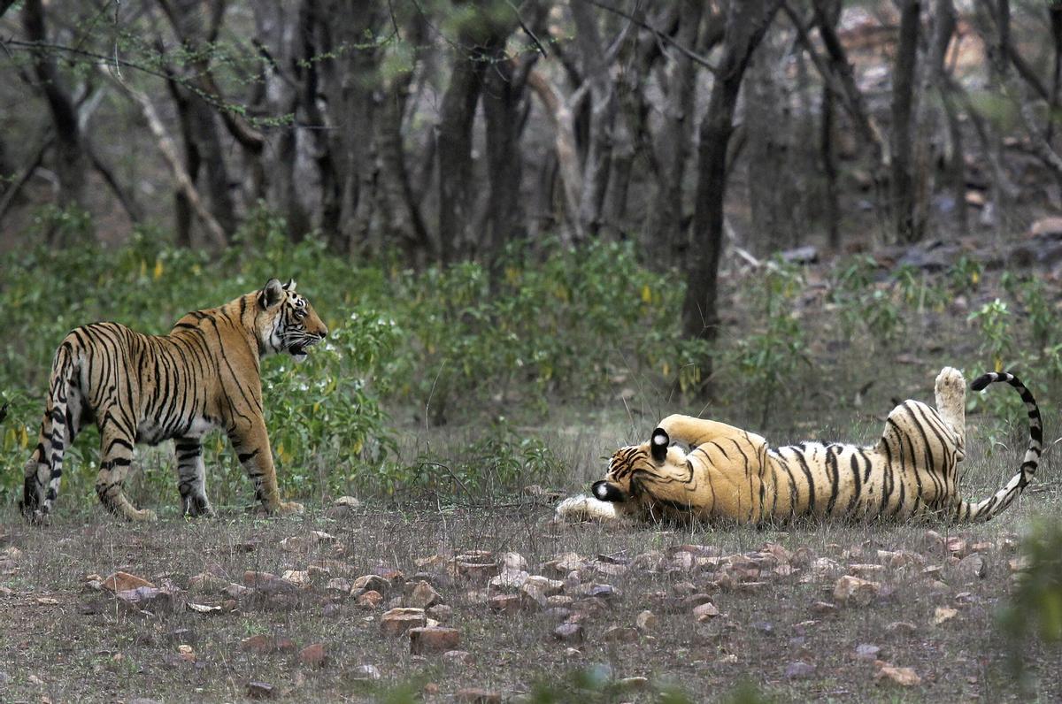 Dos tigres en un parque nacional de India