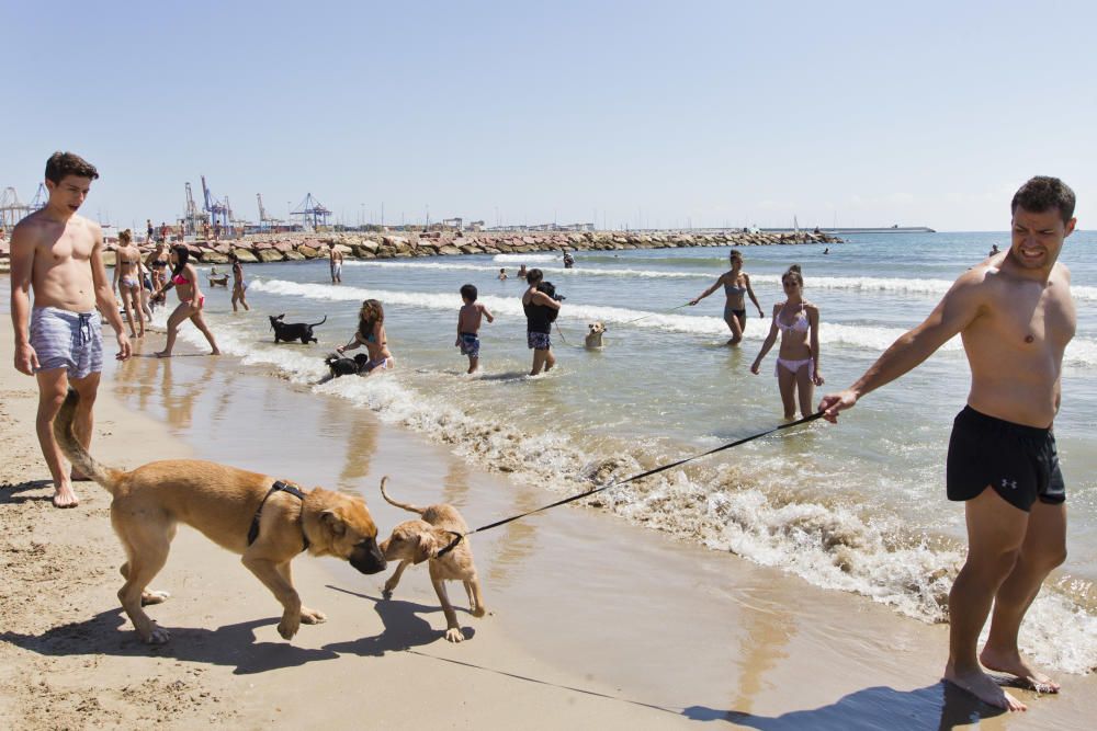 La playa para perros de Pinedo, a reventar