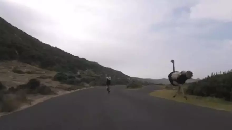 Un avestruz hace un descenso con ciclistas a más de 50 km/h