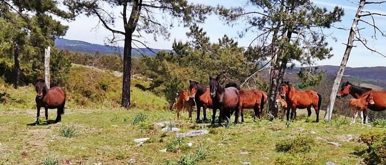 Una de las manadas de Sabucedo, en el monte en el que habitan.  | // CEDIDA