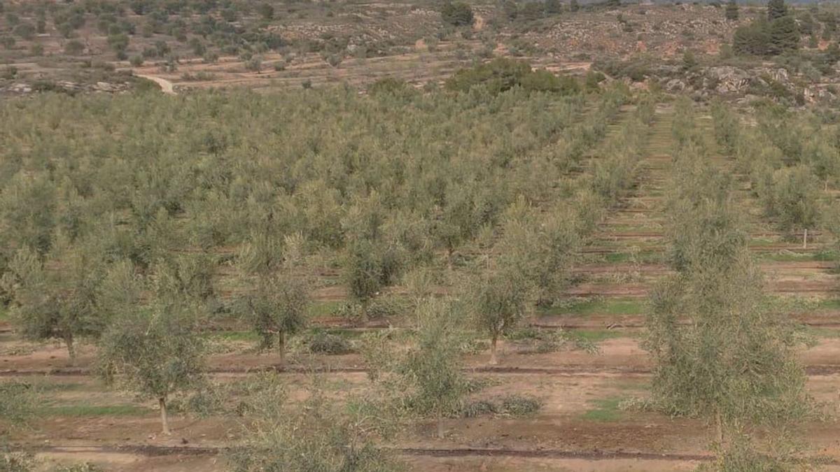 El sector del olivar afronta una campaña complicada debido a las subidas de precios que se han vivido. | D.O. BAJO ARAGÓN