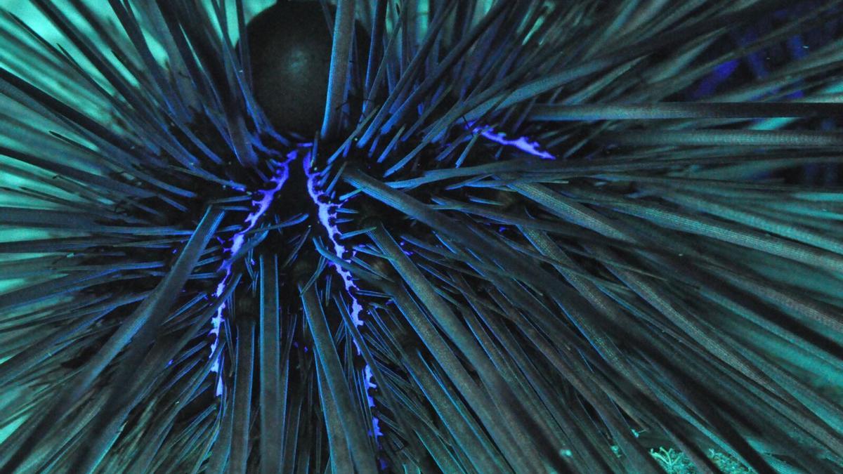 Ejemplar de erizo de mar 'Diadema africanum'.