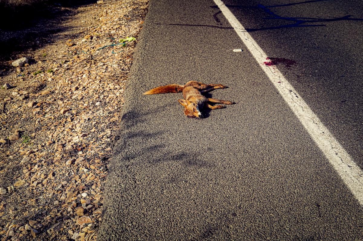 La aparición de dos zorros muertos en menos de dos semanas en la carretera Nacional 332, a su paso por el término municipal de Elche, ha vuelto a poner el foco en el impacto del tráfico sobre la fauna silvestre