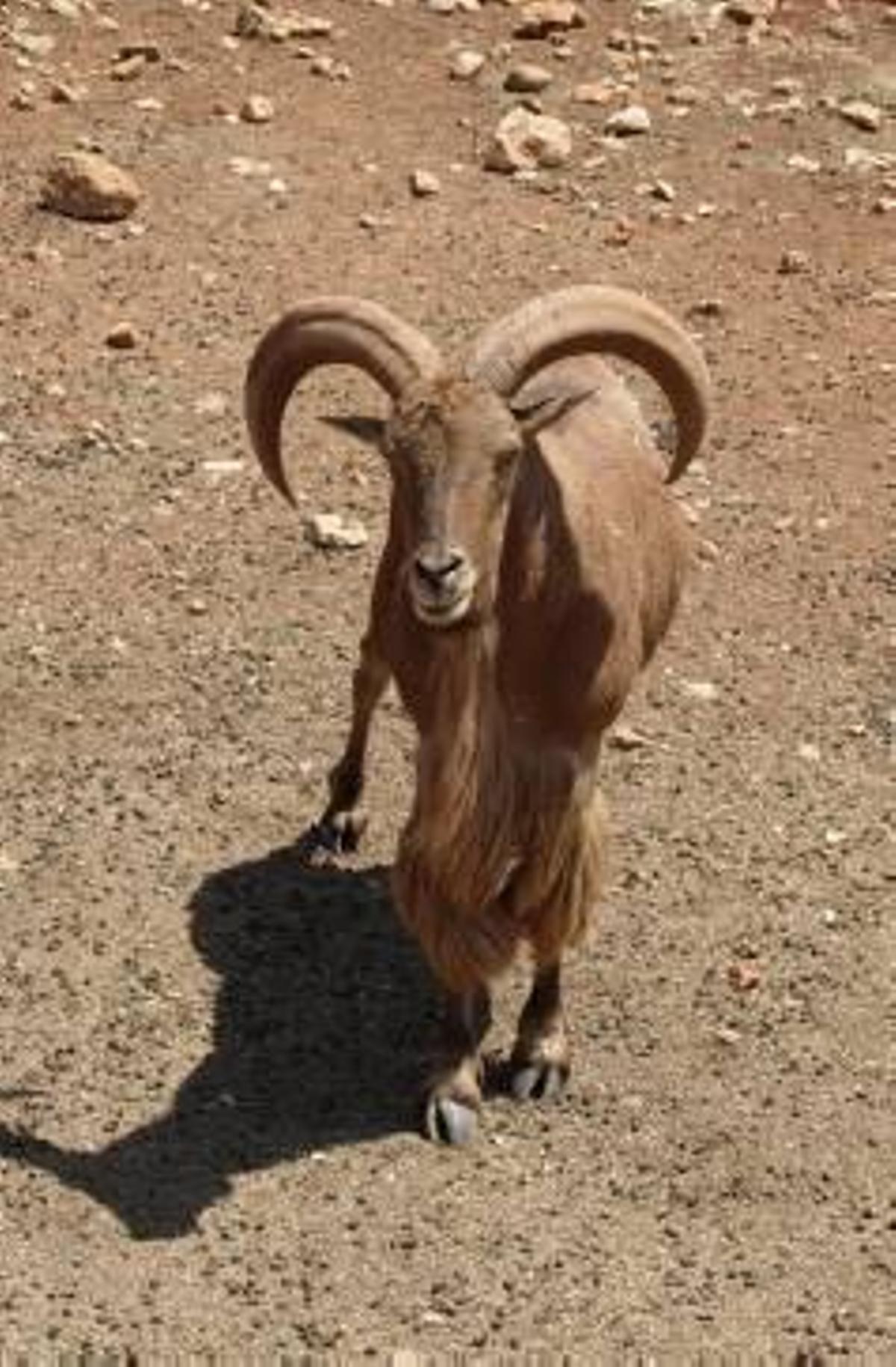 A la caza del arruí