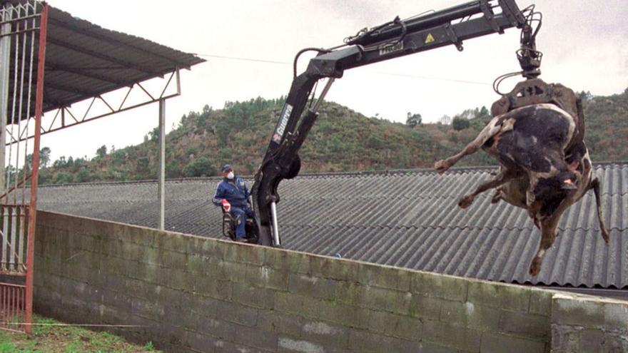 Una ‘vaca loca’ en Ourense en enero 
de 2001 siendo trasladada al crematorio. |  Rosa Veiga