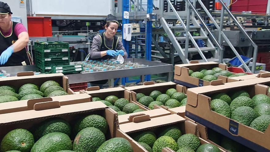 Instalaciones de la firma axárquica Reyes Gutiérrez, liderada por el máximo responsable de la Asociación Española de Comercializadores de Aguacate y Mango.
