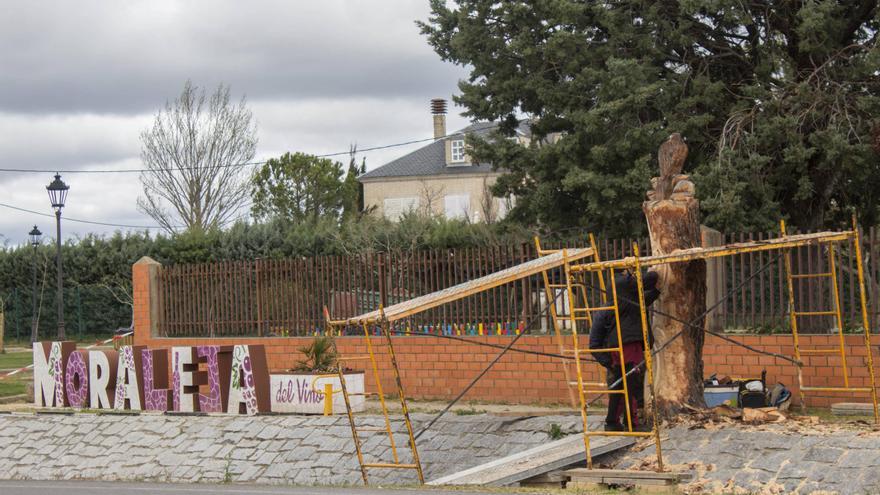 VÍDEO | Segunda vida para un árbol centenario en Moraleja del Vino