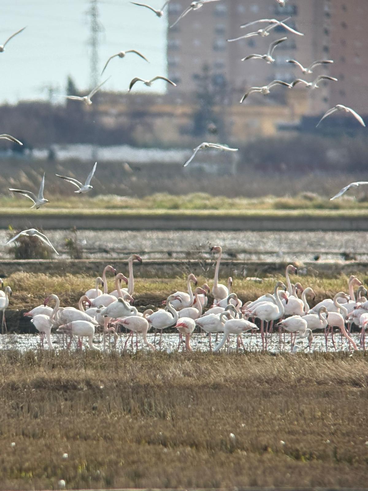 Flamencos en l'Albufera