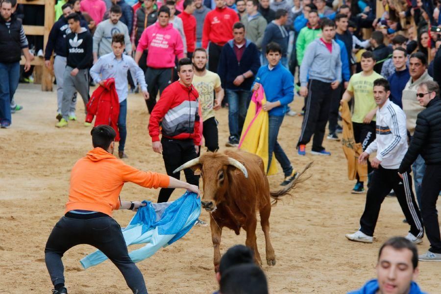 Encierros en Morales del Vino