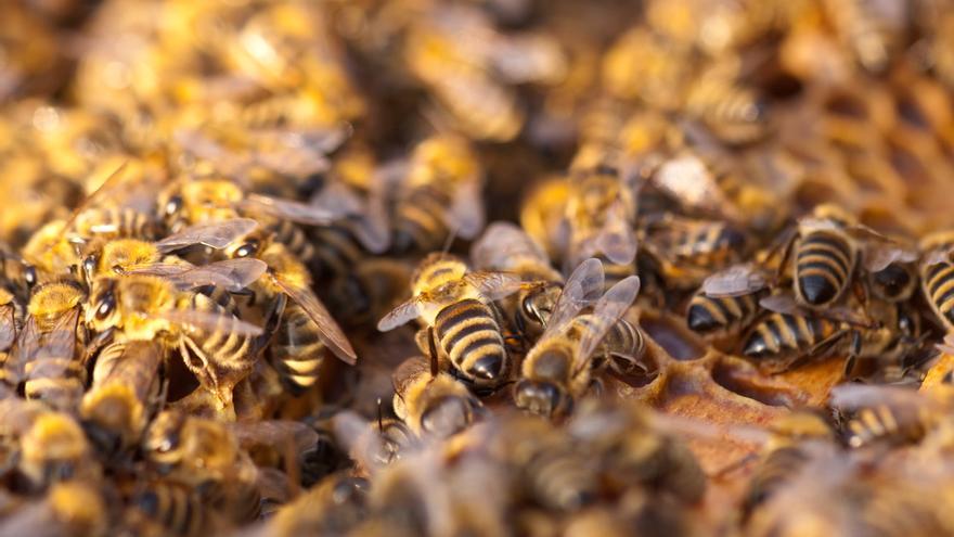 Un enjambre de abejas africanas mata a un hombre en Honduras