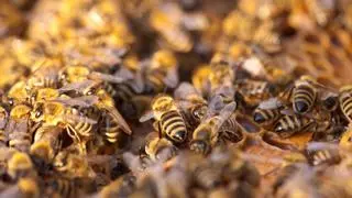 Un enjambre de abejas africanas mata a un hombre en Honduras