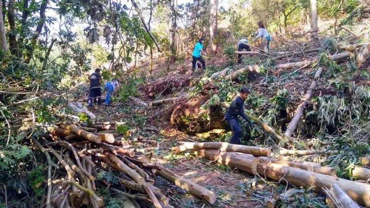 Brigada deseucaliptizadora traballando en Lousame.