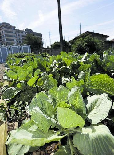 Una plantación de repollos en un huerto urbano del Alto del Vidriero. | I.Collín