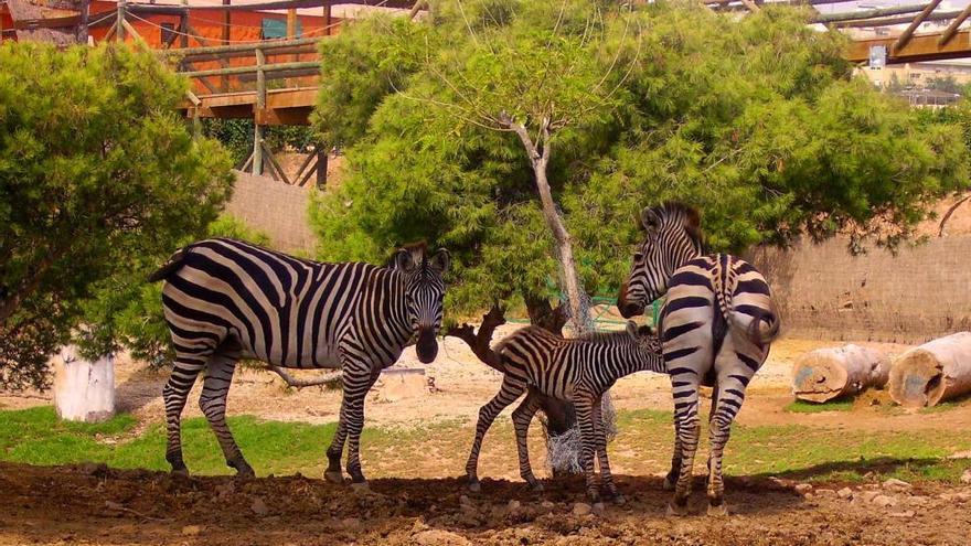 Actividades infantiles entre semana en Terra Natura para ayudar a la conciliación