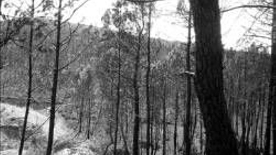 El Seprona detiene el autor del incendio forestal de Torrecilla