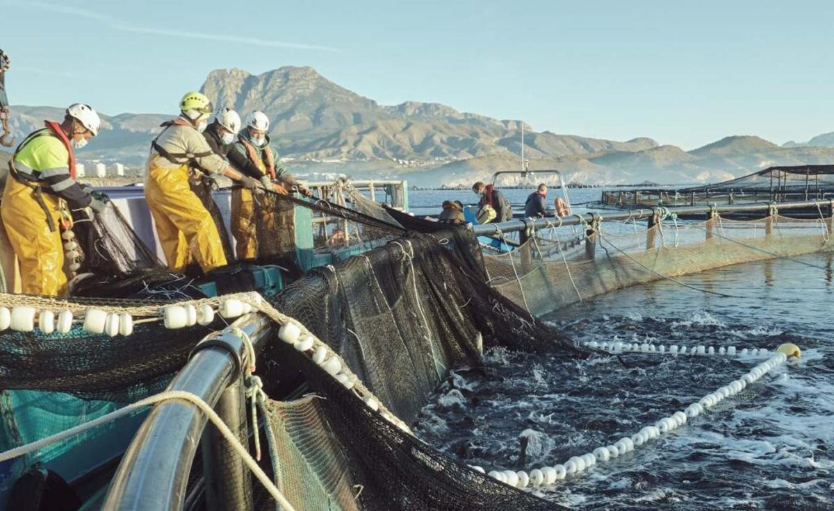 Inventan un sistema de conteo de peces que «revolucionará la acuicultura»