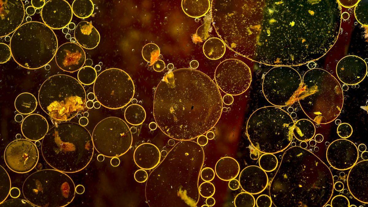 Los microorganismos podrían ayudar a recuperar energía, nutrientes valiosos y agua limpia de las aguas residuales.