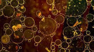 Los microorganismos podrían ayudar a recuperar energía, nutrientes valiosos y agua limpia de las aguas residuales.