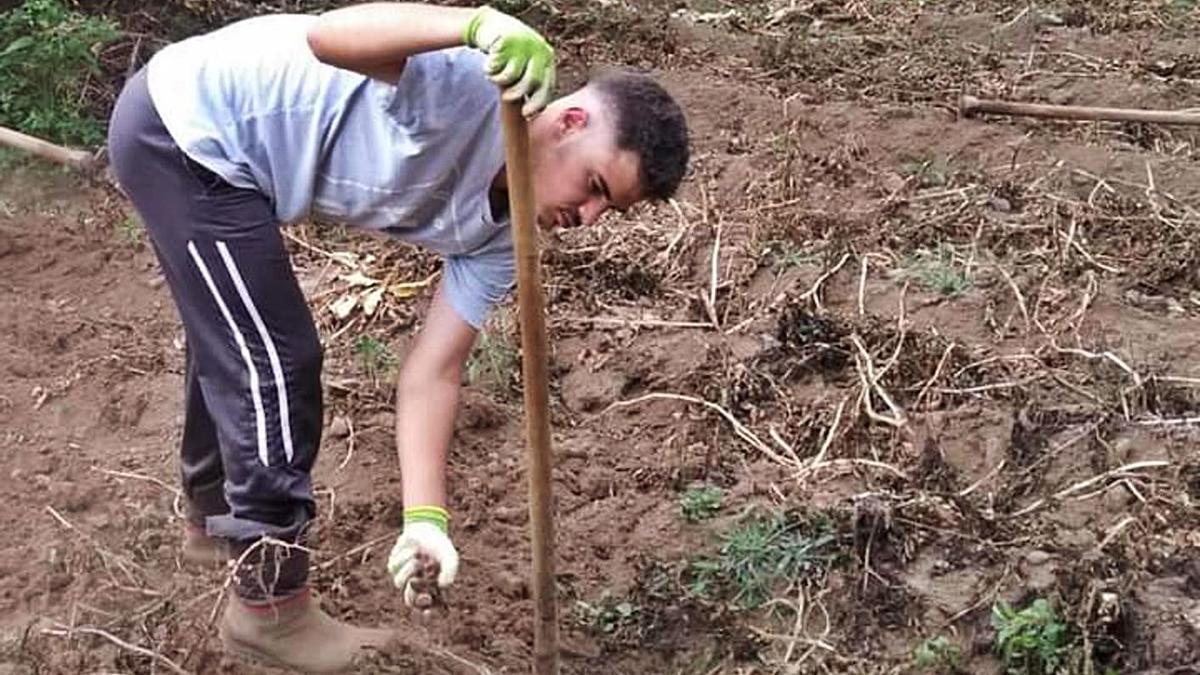 Ruymán Rojas, en la última recogida de papas en sus terrenos en Roque Negro. | | E.D.