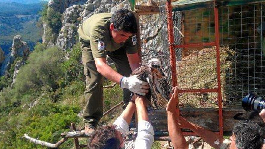 Mitarbeiter der Naturschutzbehörde &quot;Ibanat&quot; mit Adlerküken