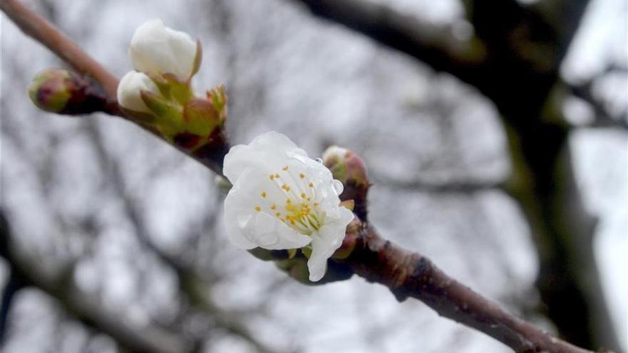 Aviso: prohibido arrancar las ramas de los cerezos del Jerte