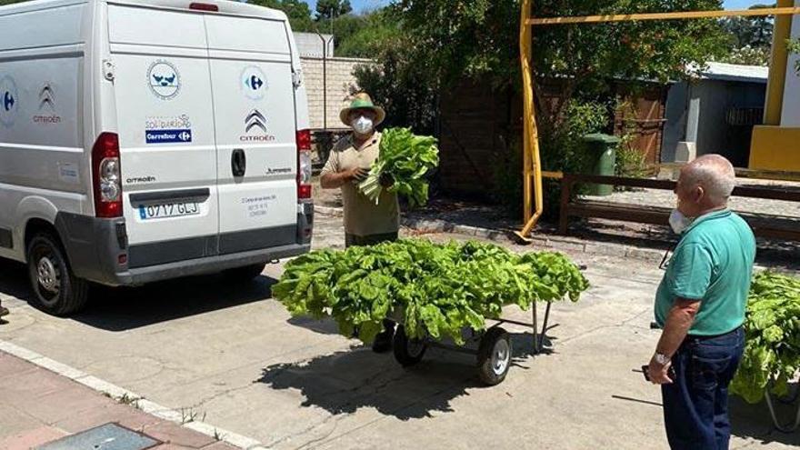 Verduras y frutas del Jardín Botánico para el Banco de Alimentos