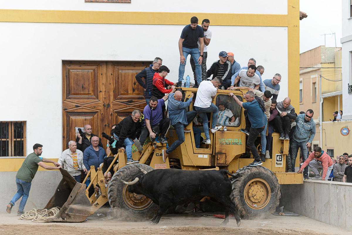 Toro de Luis Algarra en los recientes Bous al Carrer de Sant Vicent, en la Vall d'Uixó.