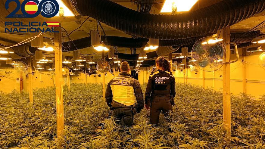 Envien a presó sense fiança el membre d&#039;una banda que tenia una nau amb més de 1.300 plantes de marihuana a Riudarenes