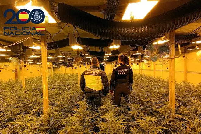 Cultiu de 1.300 plantes de marihuana en una nau de Riudarenes