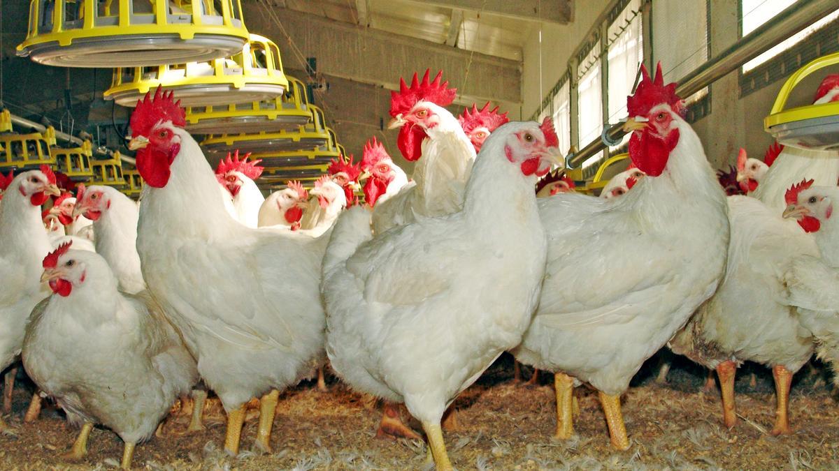 Primer pla d&#039;unes gallines en una explotació agricola.