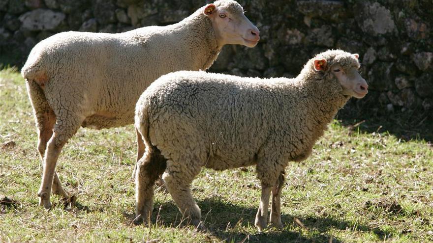 Coronavirus Córdoba: Asaja alerta de la situación dramática para la
carne de ovino