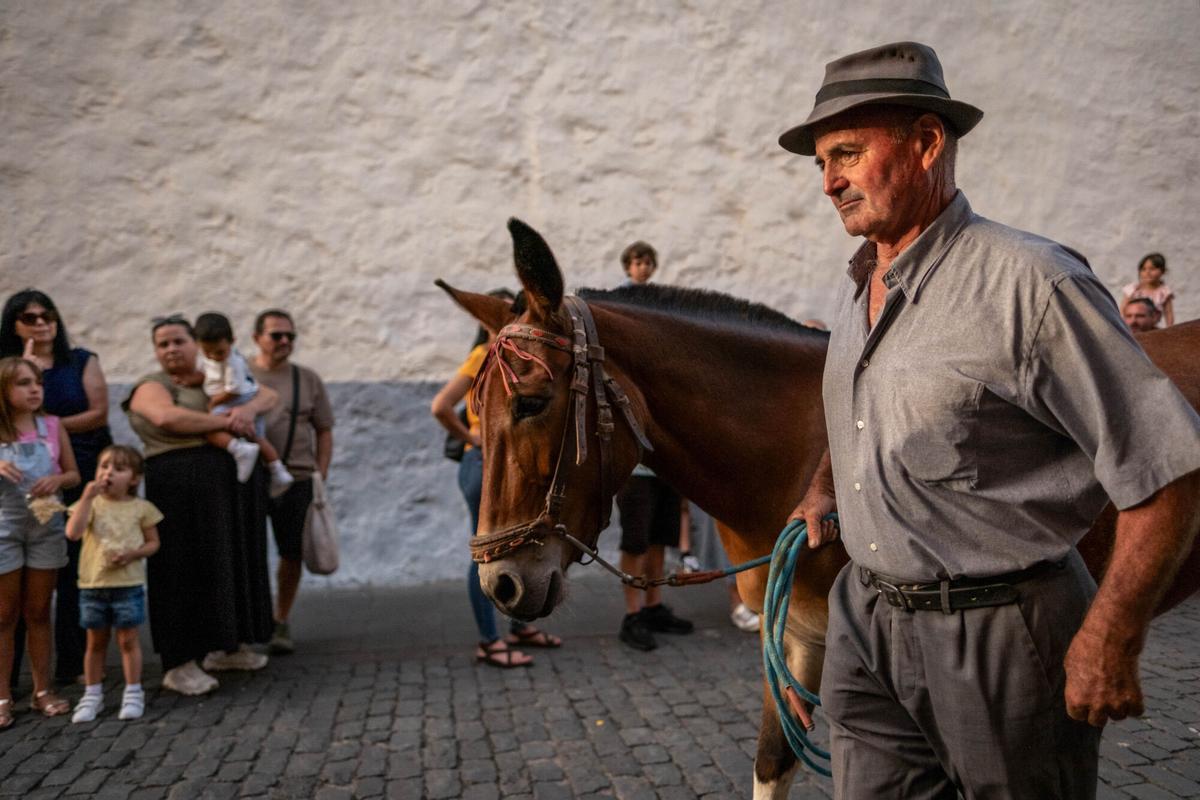 Noche de los Burros en La Laguna
