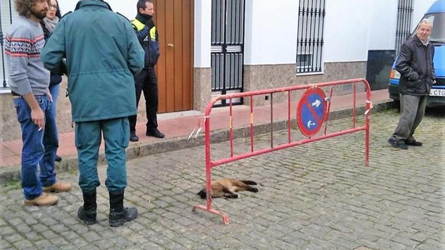 La policía pide colaboración para evitar el envenenamiento de perros