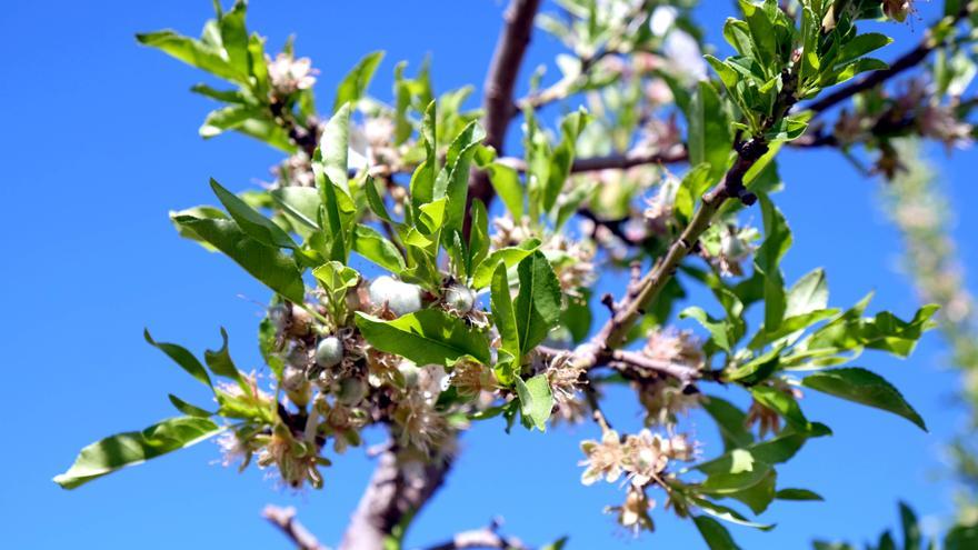 Las cooperativas de frutos secos reclaman un etiquetado con información de origen