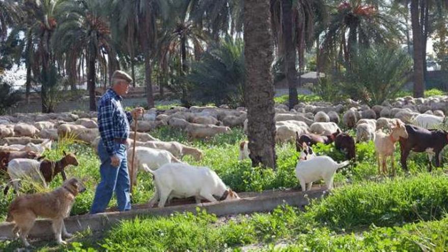 Un rebaño de cabras y ovejas pastando en los alrededores de Orihuela, en una imagen reciente.