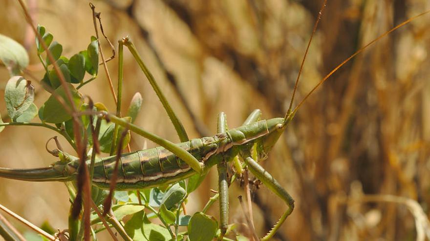 Un exemplar de l&#039;espècie de llagosta protegida que s&#039;ha localitzat al Parc Natural del Cap de Creus