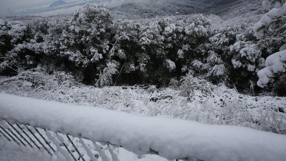 La nieve llega a Barcelona: Collserola, cubierta de blanco