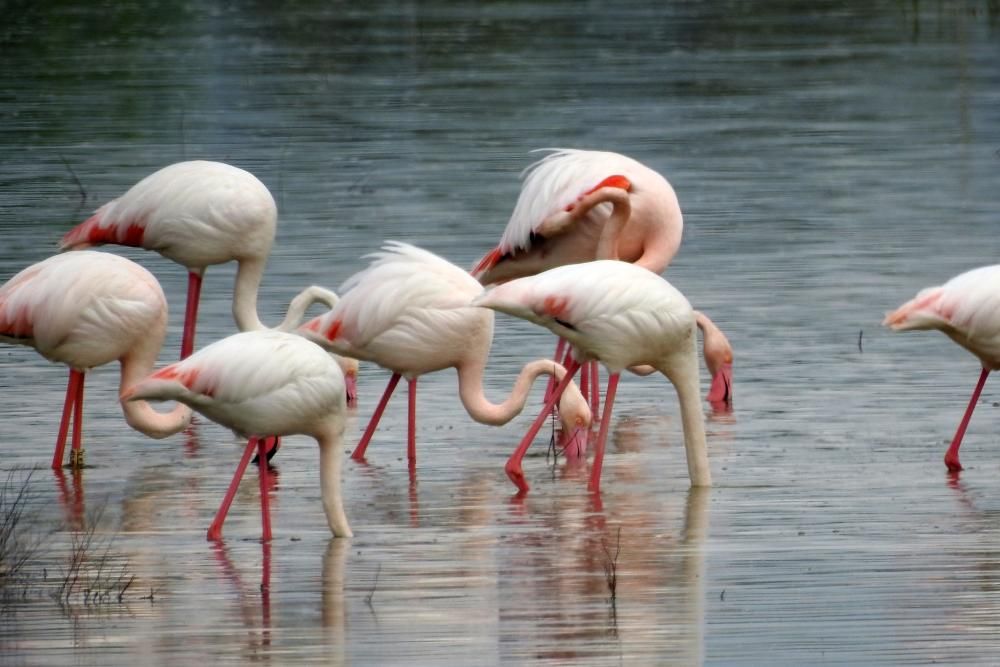 Flamencos y todo tipo de aves en la Laguna de Villena