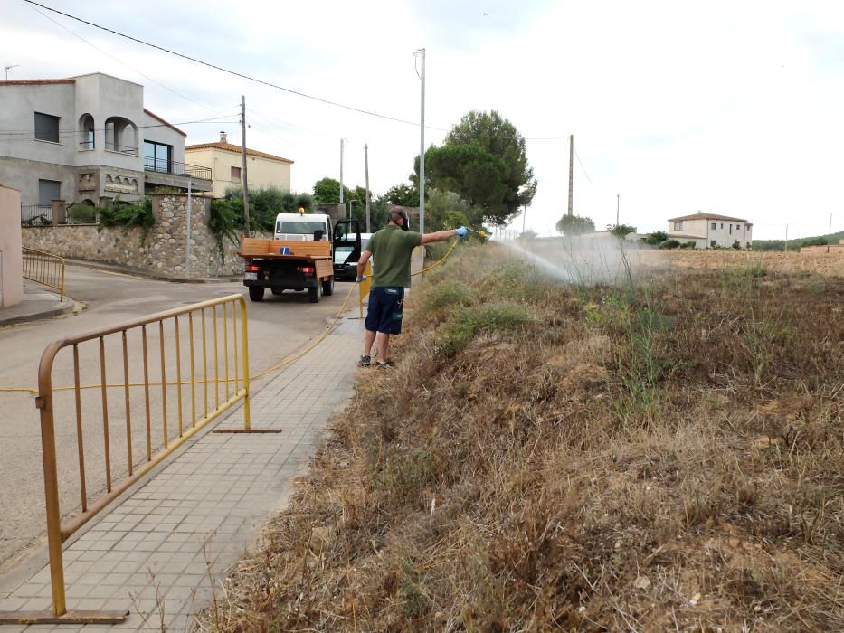 Bàscara fumiga un camp de colze per acabar amb una plaga de xinxes