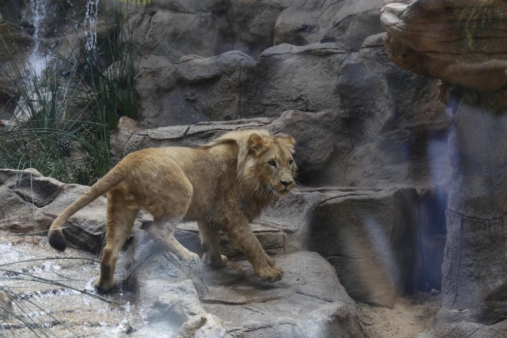 Delia Padrón Inauguración del Lion's Kingdom, la exhibición de los leones africanos, en Loro Parque