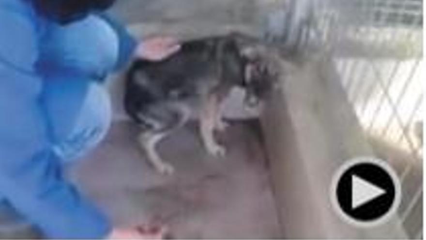 La reacció d&#039;un gos maltractat en ser acariciat per primera vegada
