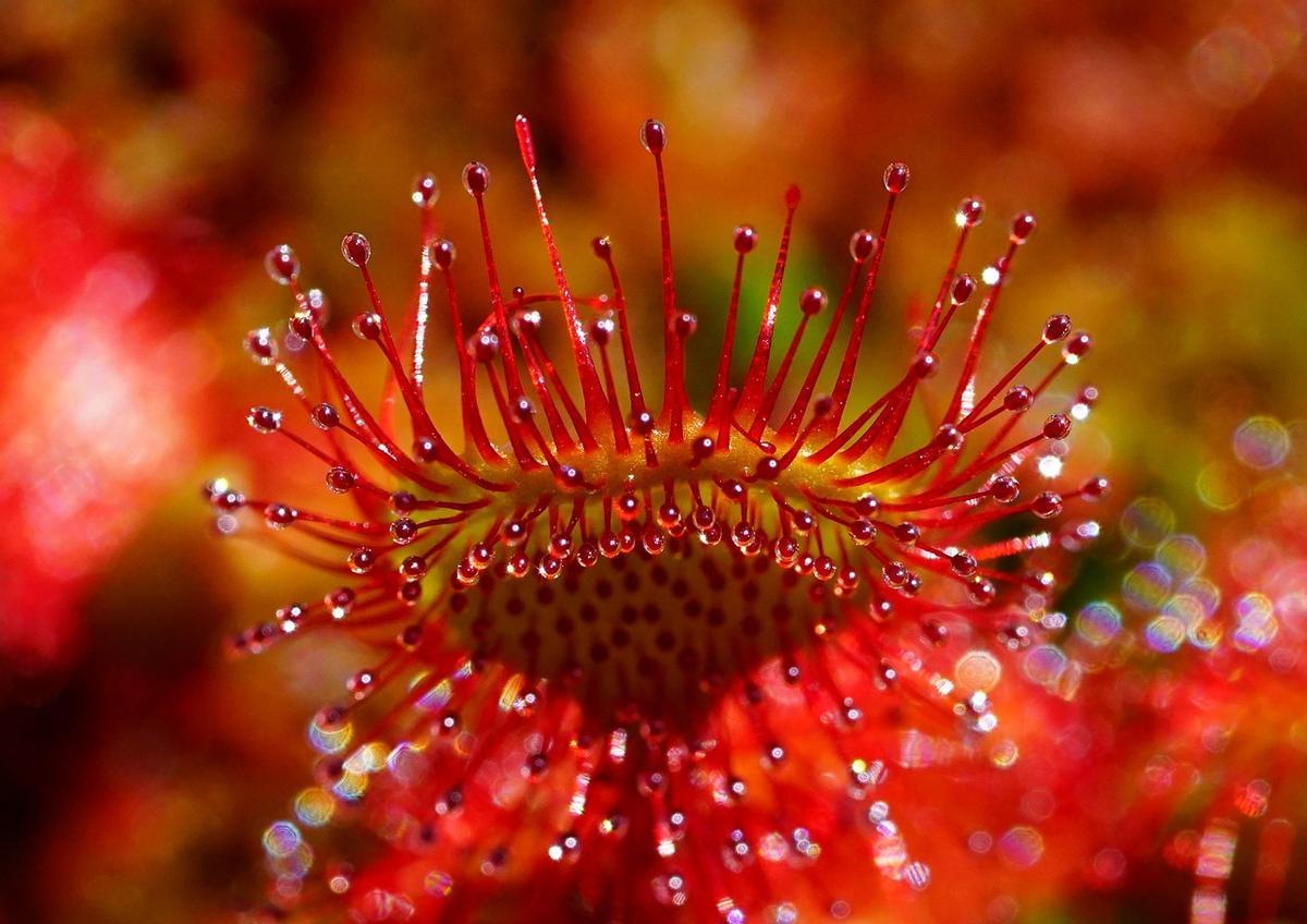 Drosera: la planta carnivora que se come a los mosquitos.